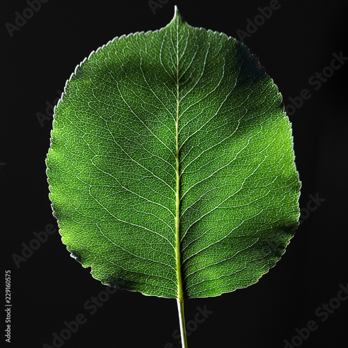 Closeup of a green leaf with a natural pattern of veins on a black background with copy space. Top view