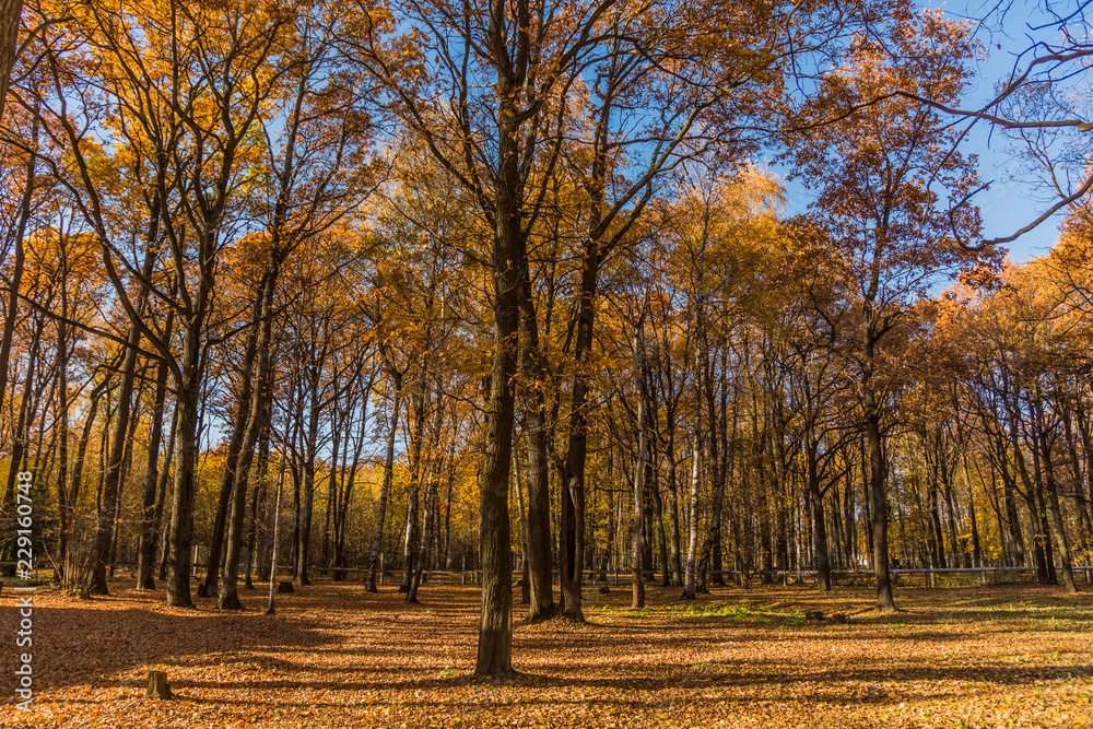 Autumn foliage in the park. October, Moscow Autumn foliage in the park. October, Moscow