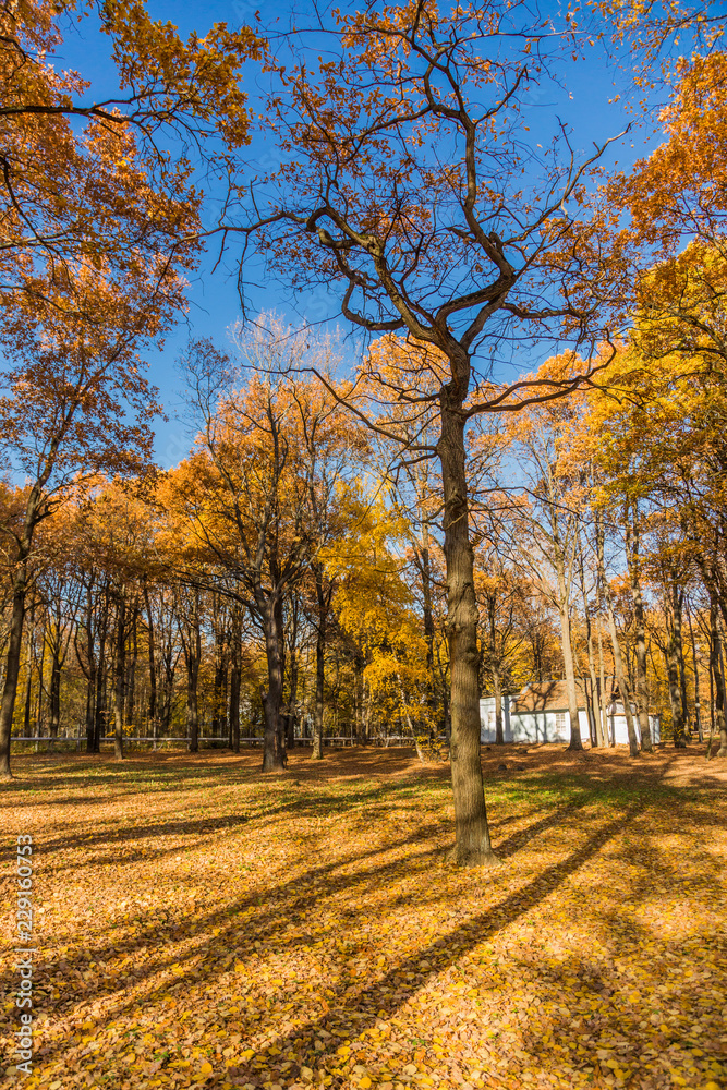 Autumn foliage in the park. October, Moscow Autumn foliage in the park. October, Moscow