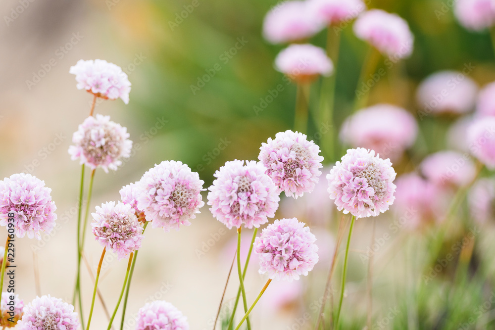 Beautiful delicate pink flowers to be found on dunes of Algarve coast, Portugal - obrazy, fototapety, plakaty 