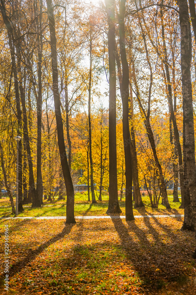 Autumn foliage in the park. October, Moscow Autumn foliage in the park. October, Moscow