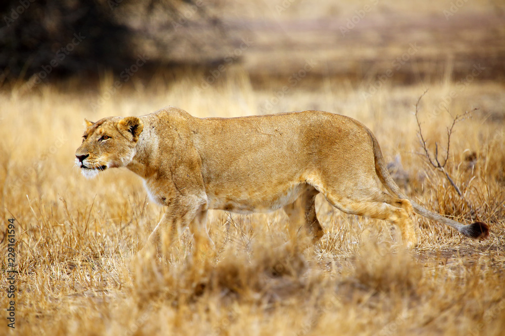 The Southern lion (Panthera leo melanochaita) also the East-Southern African lion or Eastern-Southern African lion or Panthera leo kruegeri. The adult lioness watches and creeps into potential prey. The Southern lion (Panthera leo melanochaita) also the East-Southern African lion or Eastern-Southern African lion or Panthera leo kruegeri. The adult lioness watches and creeps into potential prey.