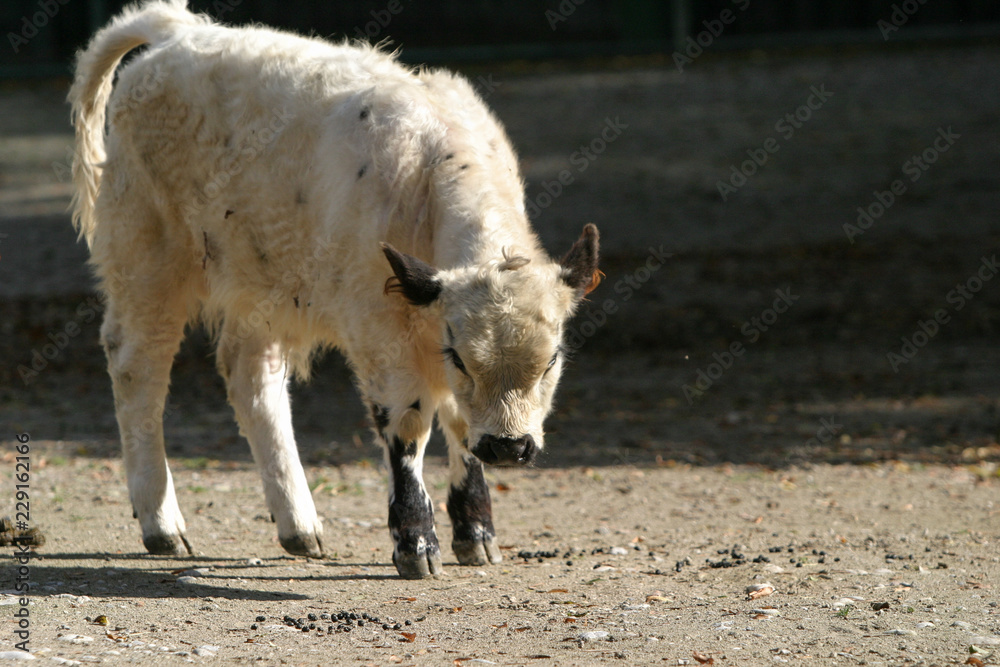 Fototapeta premium Galloway Kalb mit kuscheligem Fell