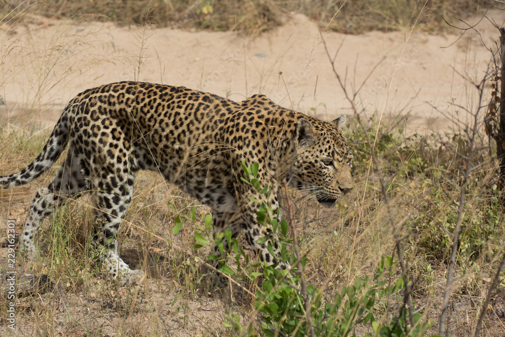 Leopard (Panthera pardus) walking through grass in the bush in the Sabi Sands, Greater Kruger, South Africa Leopard (Panthera pardus) walking through grass in the bush in the Sabi Sands, Greater Kruger, South Africa