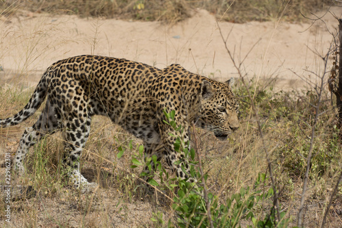 Leopard  Panthera pardus  walking through grass in the bush in the Sabi Sands  Greater Kruger  South Africa