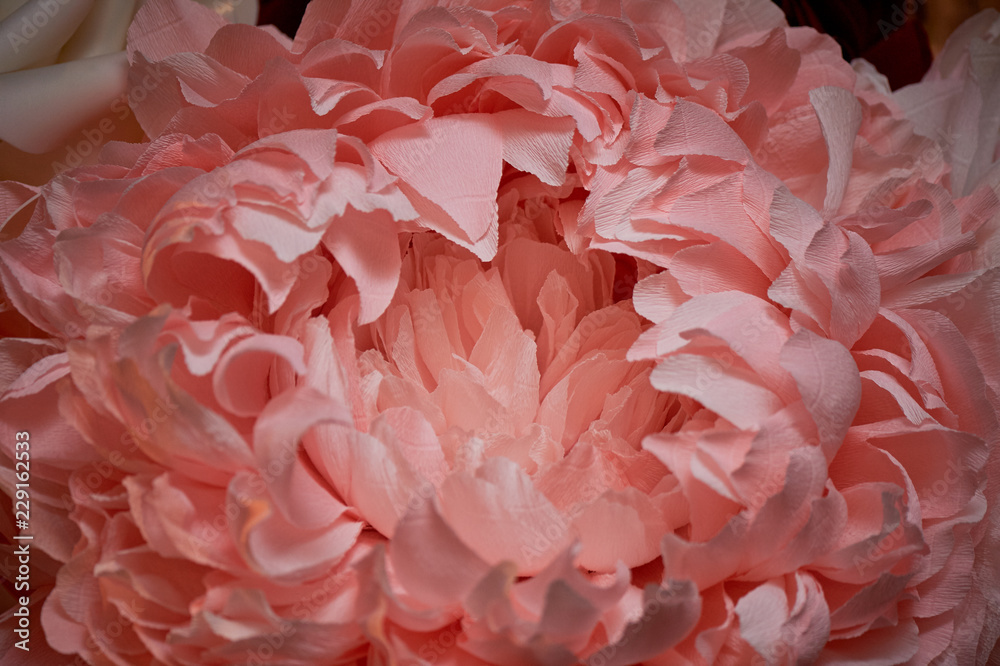 Close-up, decorative artificial flower from paper. The decor of the party Close-up, decorative artificial flower from paper. The decor of the party
