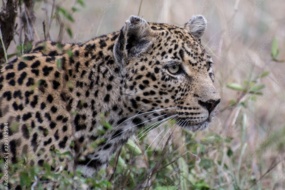 Leopard (Panthera pardus) walking through grass in the bush in the Sabi Sands, Greater Kruger, South Africa Leopard (Panthera pardus) walking through grass in the bush in the Sabi Sands, Greater Kruger, South Africa