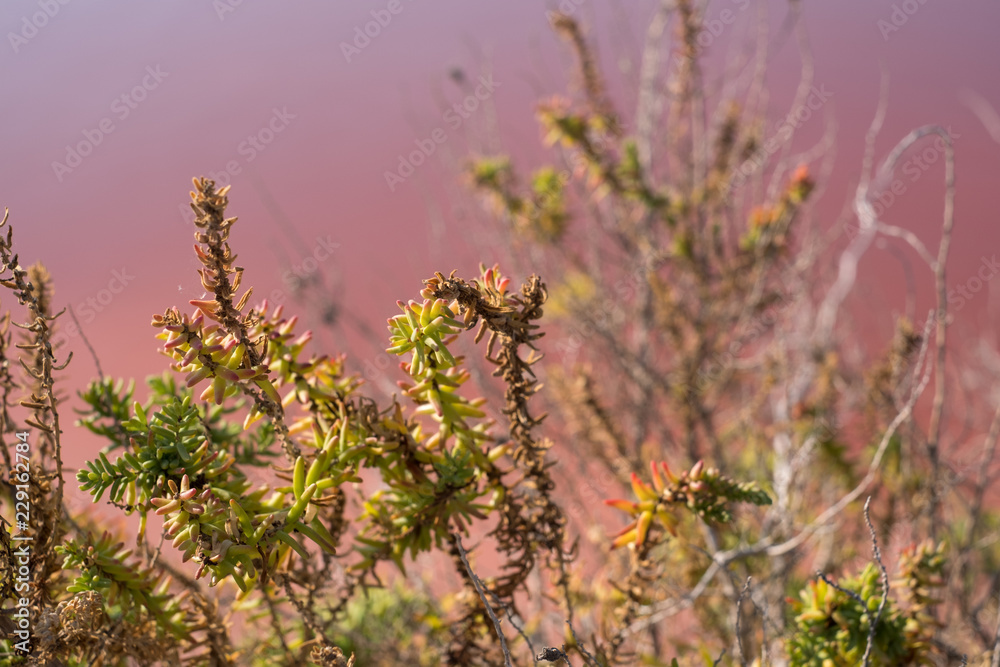Plants growing at the pink salt flats at Margherita Di Savoia in Puglia, Italy. The water is coloured pink because of crustaceans that live in it. Plants growing at the pink salt flats at Margherita Di Savoia in Puglia, Italy. The water is coloured pink because of crustaceans that live in it.