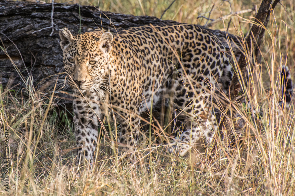 Leopard (Panthera pardus) walking through grass in the bush in the Sabi Sands, Greater Kruger, South Africa Leopard (Panthera pardus) walking through grass in the bush in the Sabi Sands, Greater Kruger, South Africa