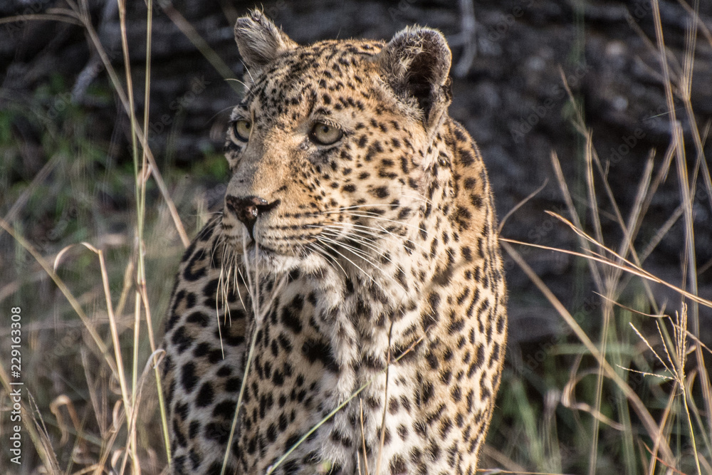 Leopard (Panthera pardus) walking through grass in the bush in the Sabi Sands, Greater Kruger, South Africa Leopard (Panthera pardus) walking through grass in the bush in the Sabi Sands, Greater Kruger, South Africa