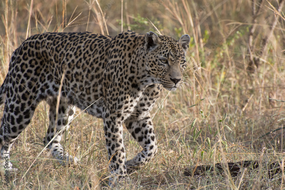 Leopard (Panthera pardus) walking through grass in the bush in the Sabi Sands, Greater Kruger, South Africa Leopard (Panthera pardus) walking through grass in the bush in the Sabi Sands, Greater Kruger, South Africa