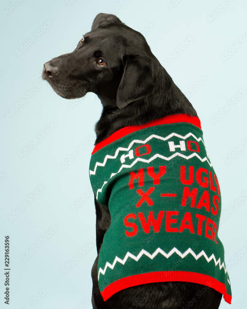 Adorable young Black Labrador Retriever dog wearing a tacky holiday sweater  Stock-Foto | Adobe Stock