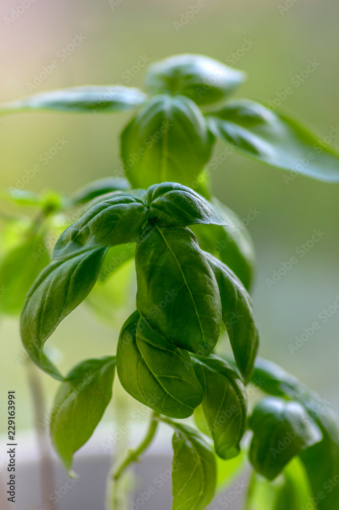 Ocimum basilicum green aromatic herbs, fresh plant leaves, common cuisine ingredients Ocimum basilicum green aromatic herbs, fresh plant leaves, common cuisine ingredients