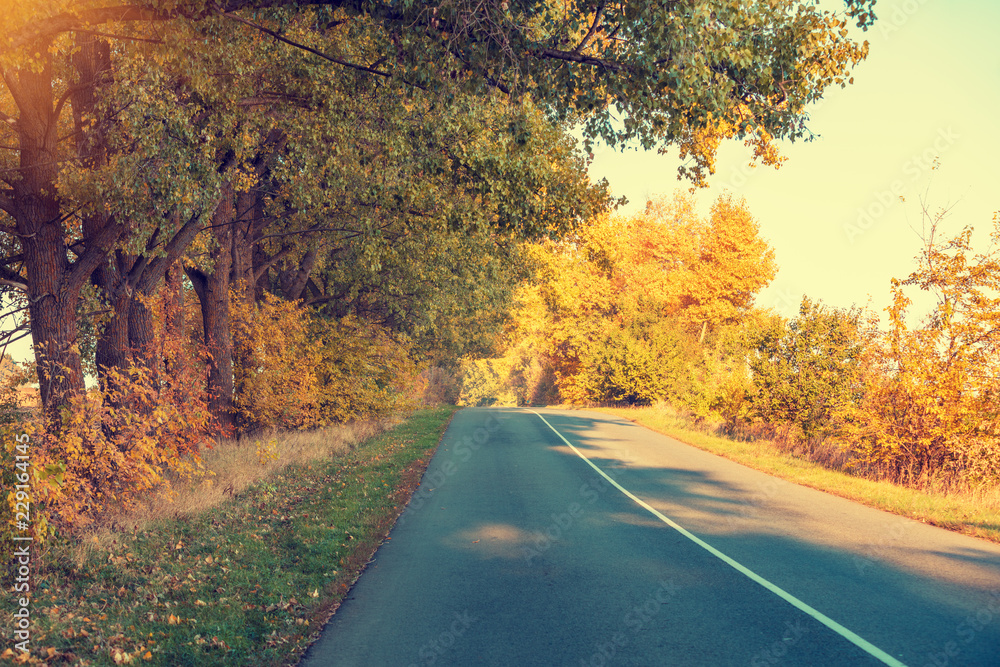 Fototapeta premium Autumn country road with yellow trees on the roadside