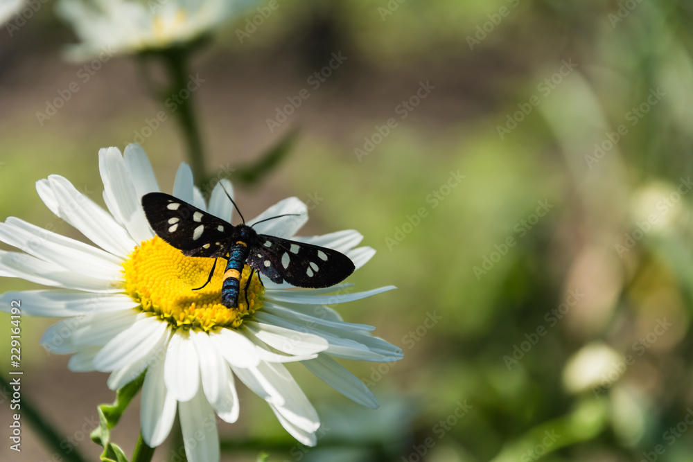 Blooming chamomile in the garden
