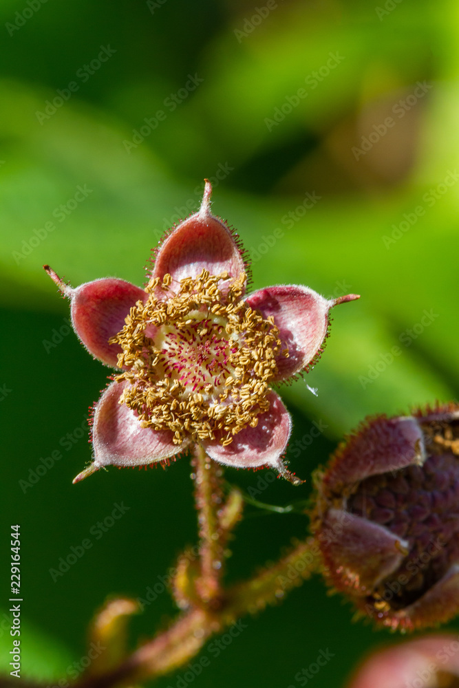 Fototapeta premium blooming flower in the garden closeup 