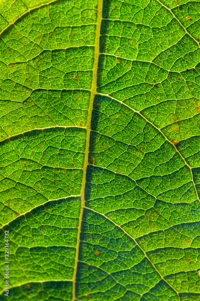 Obraz premium green leaf to the light