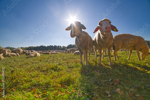 Schafe auf der Weide