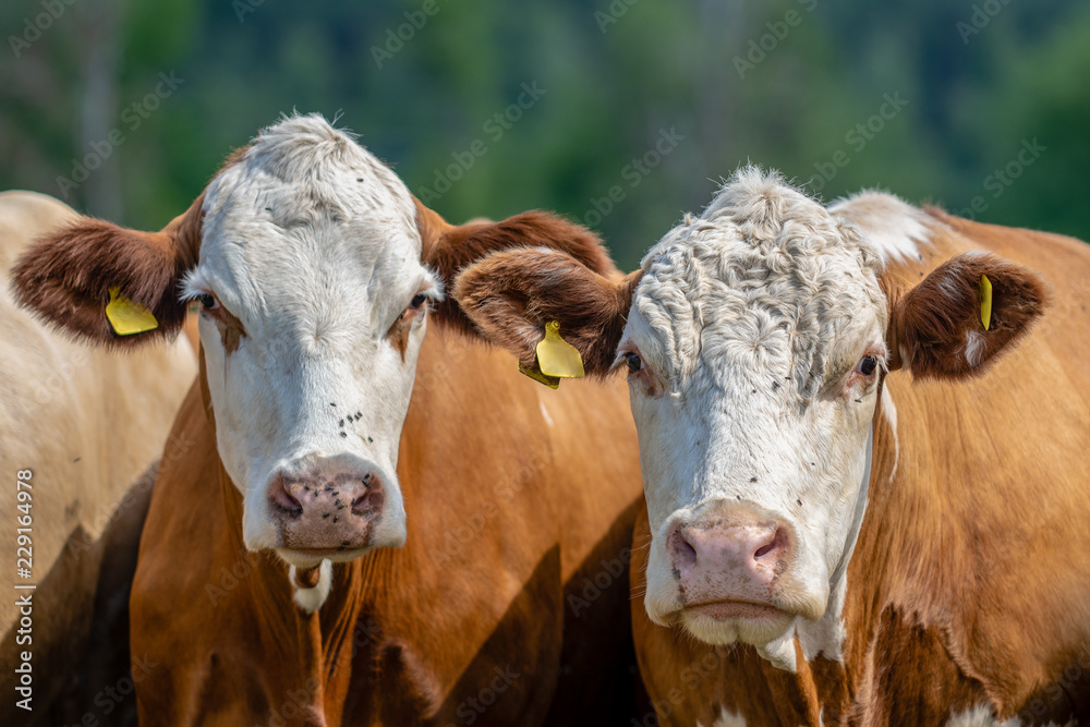 Close up of two brown and white cows