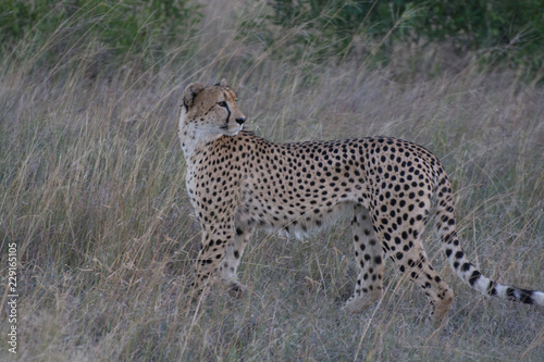 Cheetah (Acinonyx jubatus) moving through the African Bush in the Sabi Sands, Greater Kruger, South Africa in the late evening