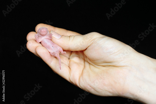 Little rat to the hand of man on a black background