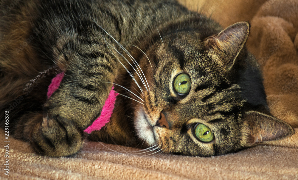 an adult purebred female cat, huge green eyes and striped color, brown shades with black, lying on a light beige rug and hugging pink round toy, orange nose, small ears, beautiful, portrait,