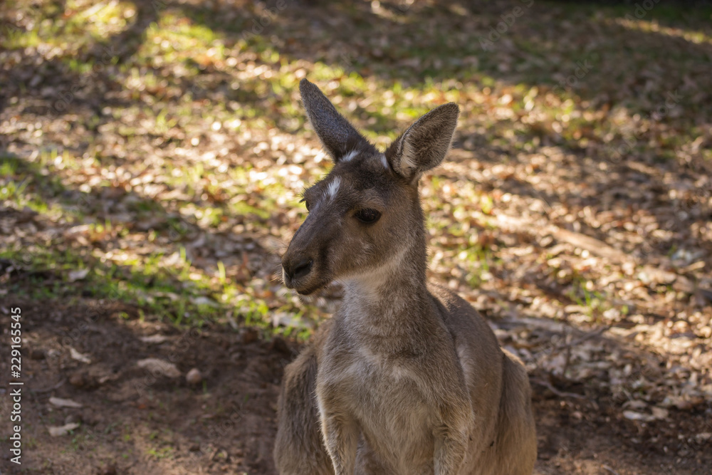 Portrait of a wild kangaroo from Perth Portrait of a wild kangaroo from Perth