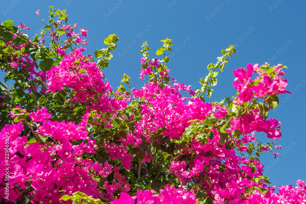 Pink flowers on spring
