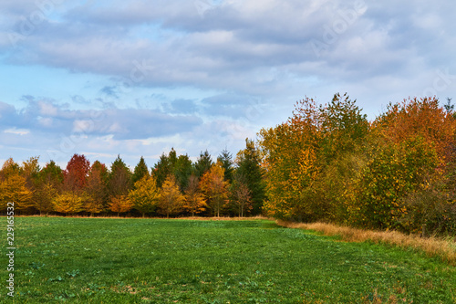 Trees by field in autumn