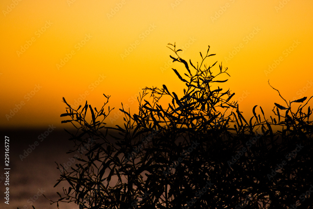 Obraz premium silhouette landscape at sunset orange