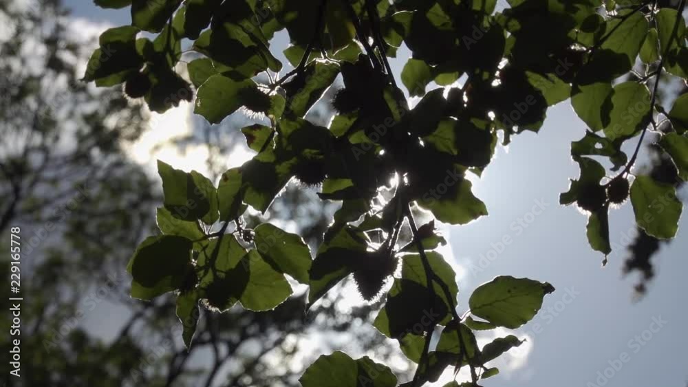 120fps shot of leaves blowing gently in the spring sunshine against the sun. 120fps shot of leaves blowing gently in the spring sunshine against the sun.