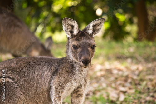Portrait of a wild kangaroo © Maria