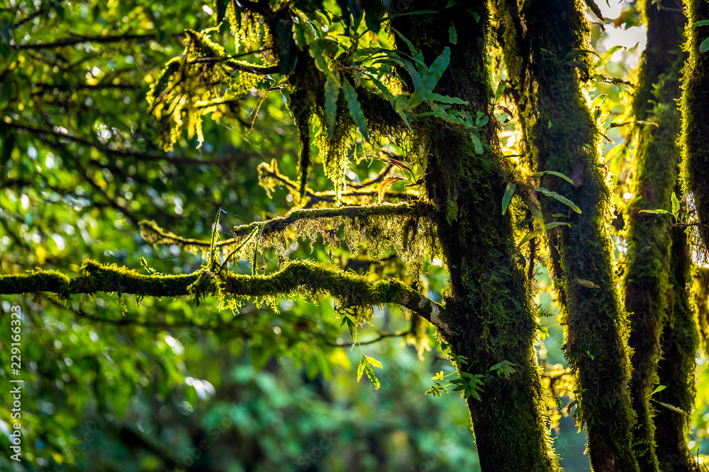 Fototapeta premium Moss in Doi Inthanon Rainforest, Chiang Mai, Thailand