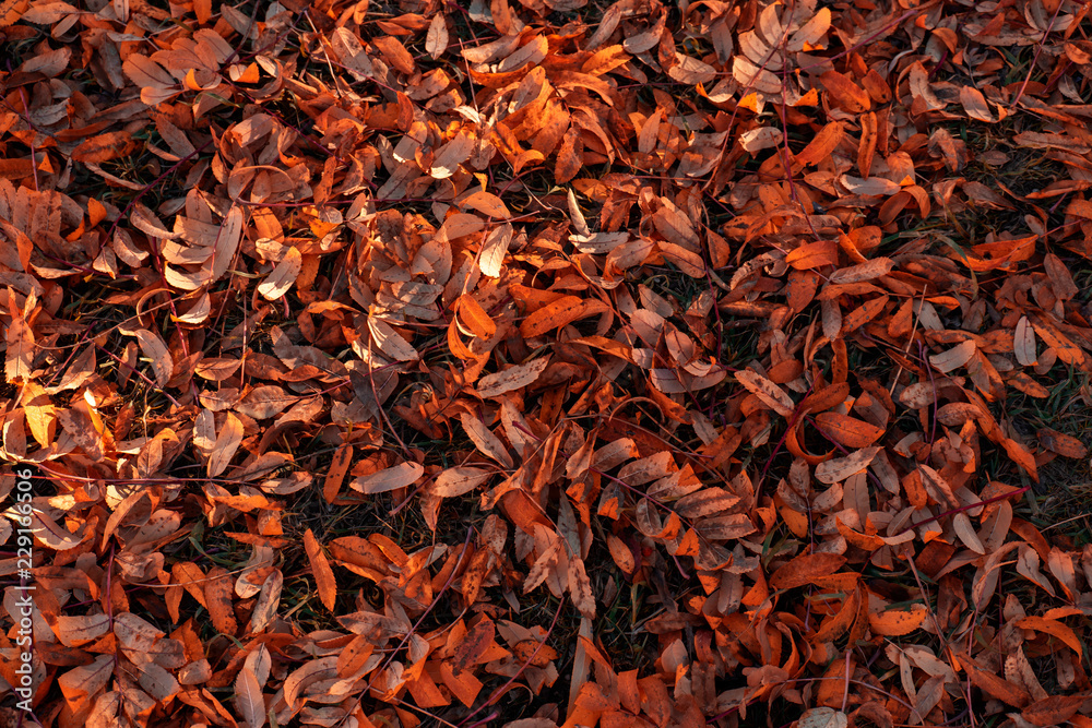 Red and orange autumn leaves background. Outdoor
