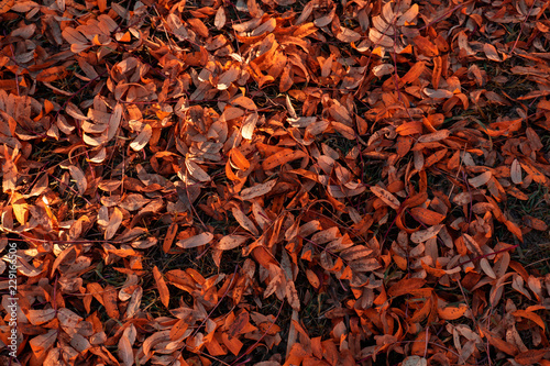 Red and orange autumn leaves background. Outdoor
