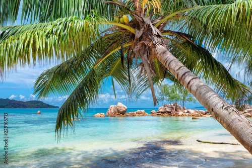 Tropical beach with palm and turquoise sea. Summer vacation and travel concept. 