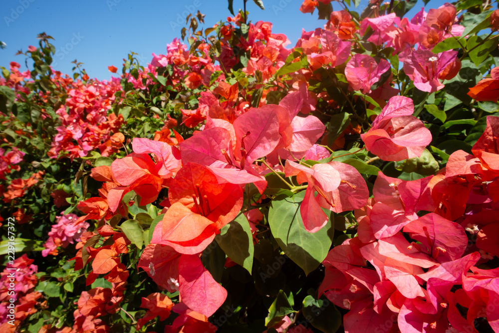 FIORI FIORI