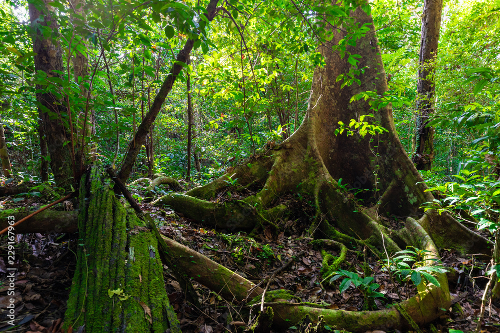Fototapeta premium Bujne zarośla dżungli