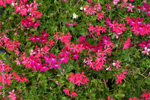 Lots of lowers of ivy leaved pelargonium in various shades of pink