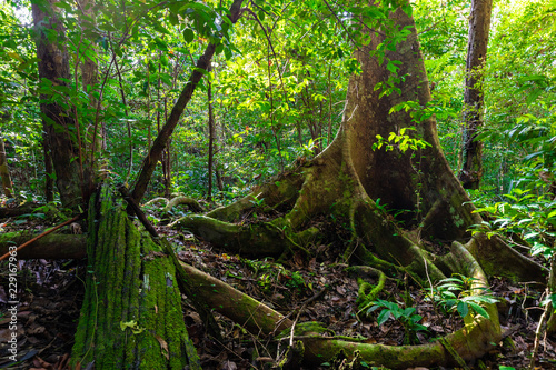 Lush undergrowth jungle vegetation © Stéphane Bidouze