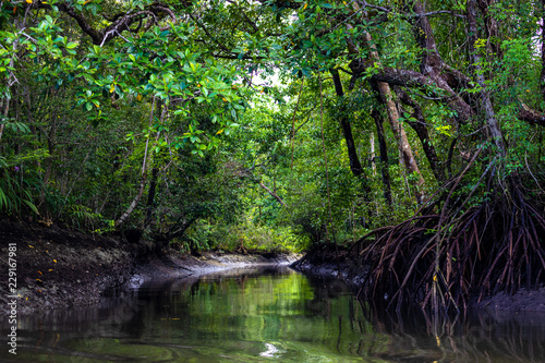 Mangrove in a deep rainforest © Stéphane Bidouze