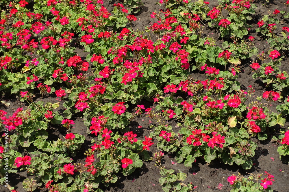 Lots of red flowers of zonal pelargoniums in the flowerbed