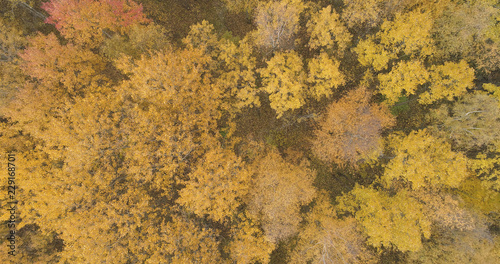 Aerial top view over yellow golden birch forest in autumn