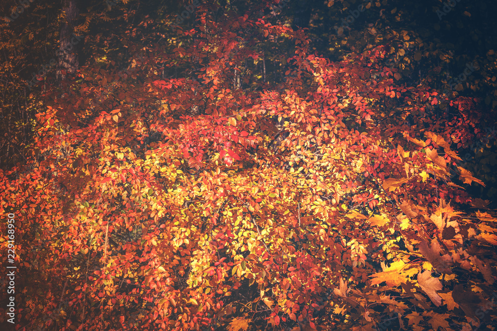red and yellow cotoneaster shrub, toned vintage picture