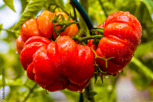 Fresh ripe red raf tomatoes on a branch with raindrops