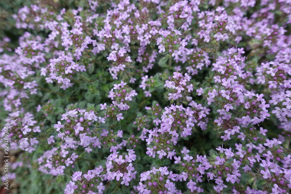 Close view of mauve flowers of Thymus praecox