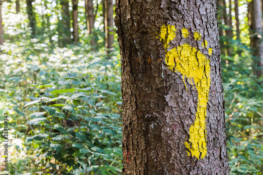Fototapeta premium Yellow footprint signs on a tree in the forest for pedestrian. Symbol of walkway.