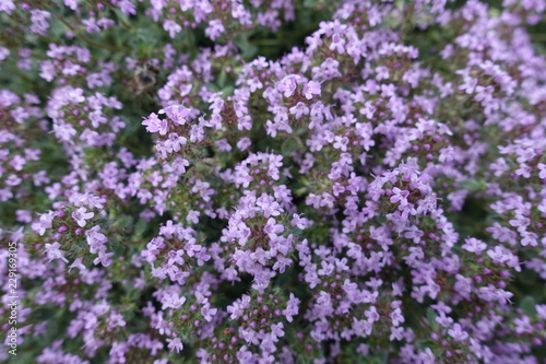 Closeup of mauve flowers of Thymus praecox