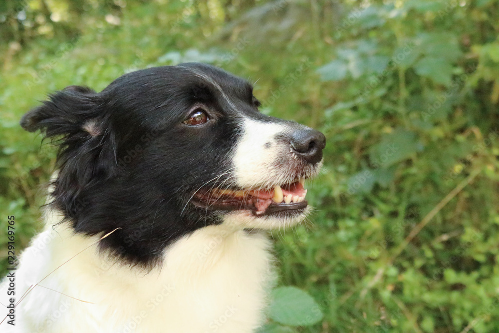 Primo piano dello sguardo di un border collie immerso nella natura Primo piano dello sguardo di un border collie immerso nella natura