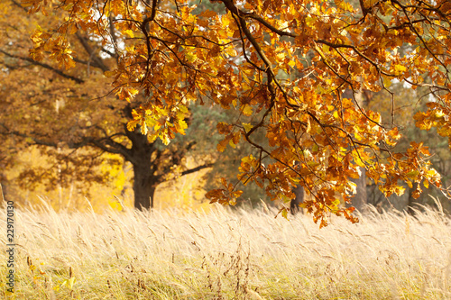 autumn landscape with dry grass on the edge and golden oaks